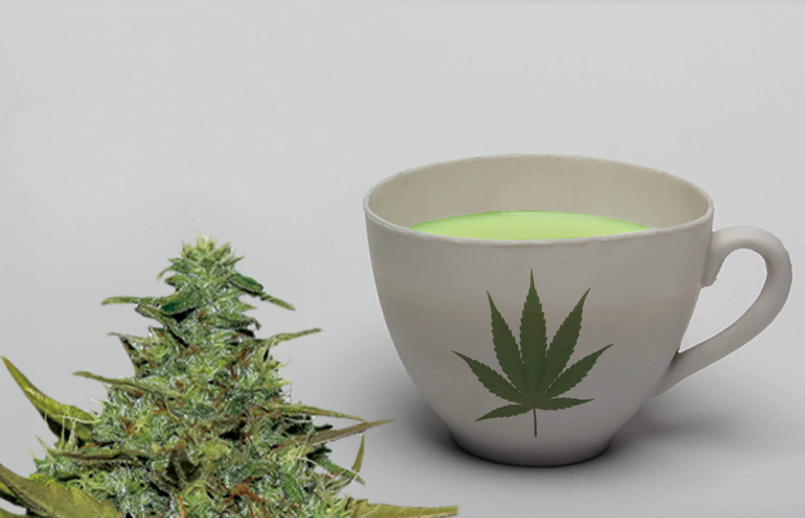 Comment préparer une tisane à base de chanvre CBD ?