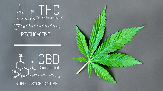 A-t-il du THC dans le CBD ?